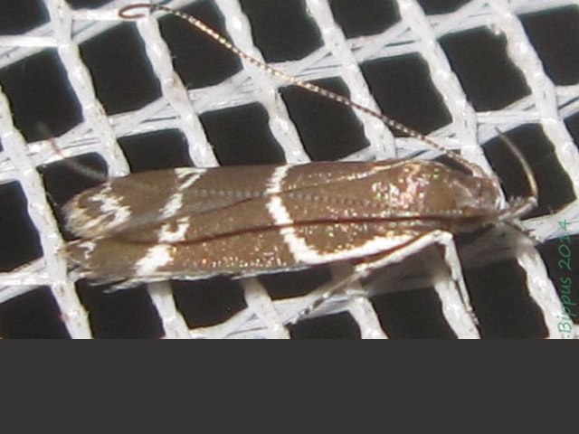 Taragmarcha borbonensis